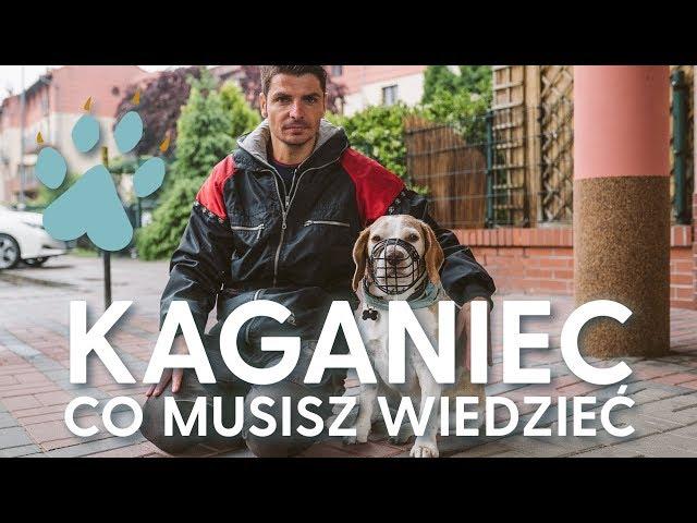 KAGANIEC dla psa - co musisz wiedzieć