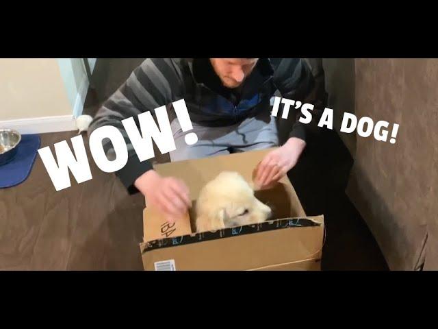 Golden Retriever Puppy UNBOXING!! (INCREDIBLE)