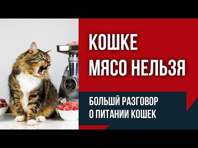 Мифы и правда о натуральном питании кошек | Часовой разговор с вет диетологом по натуралке