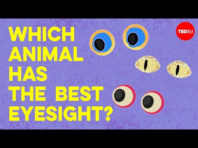 Which animal has the best eyesight? - Thomas W. Cronin