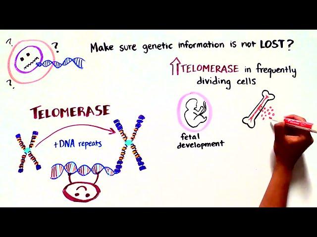 Team Telomere: Telomere Biology Disorders