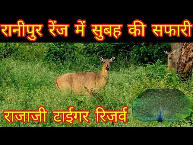 Jungle Safari Ranipur Gate | Rajaji National Park | Beriwara Forest Rest House | #haridwar