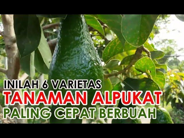 5 JENIS ALPUKAT YANG TERKENAL CEPAT BERBUAH (2022)