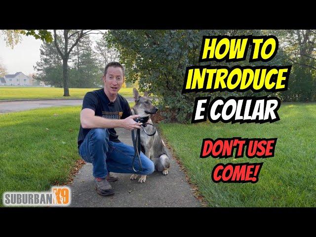 E Collar Training For Beginners: Acclimation to Stim