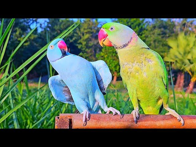 Ringneck Parrot Videos Compilation