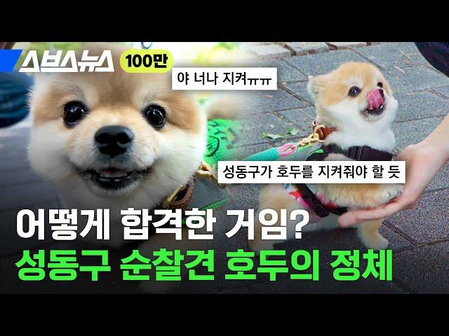 성동구 댕벤져스 호두 만나봄 / 스브스뉴스