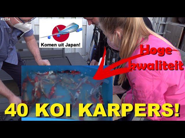 IMPORT JAPANSE KOI KARPERS eindelijk in NEDERLAND. Wat heeft PAPA GEKOCHT? #2224