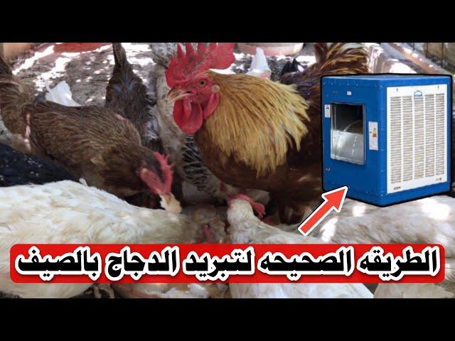 تبريد الدجاج  بالصيف الطريقه الصحيحه