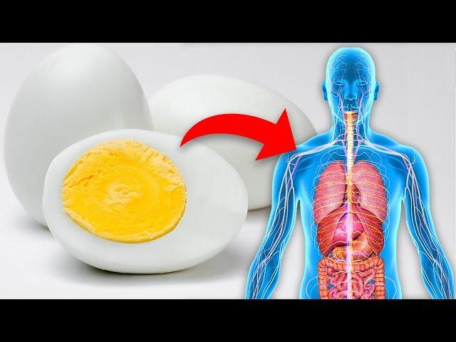 Eat 1 Boiled Egg Every Day and This is What Happens To Your Body