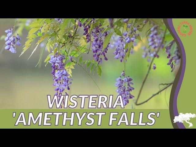 WISTERIA 'AMETHYST FALLS' Information and Growing Tips! (Wisteria spp.)