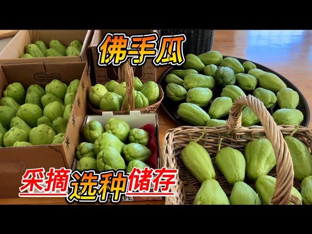 【佛手瓜】一下子收了这么多瓜 提前发芽了怎么办？如何保鲜 选种？#chayote