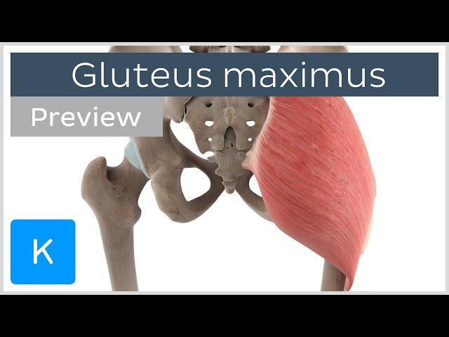 Functions of the gluteus maximus muscle (preview) - 3D Human Anatomy | Kenhub