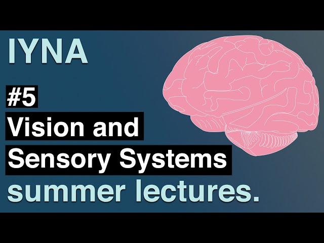 Vision and Sensory Systems | IYNA Summer Lectures #5