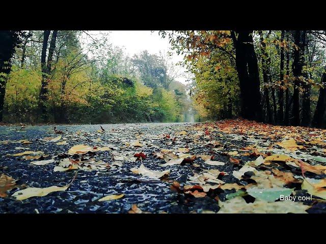 Шум дождя для сна и медитации.The sound of rain for sleep and meditation.