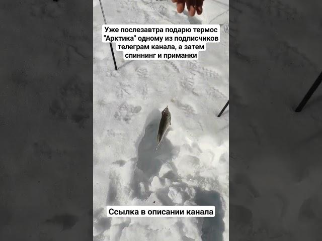 Настоящие рыбаки. Москва река #река #рыбаки #рыбак