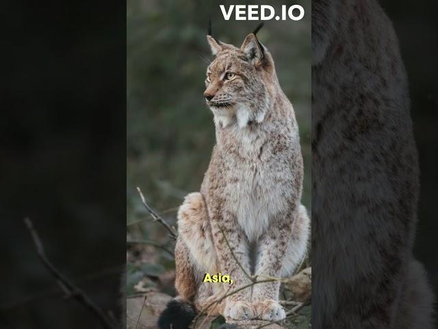 Lynx bobcat||big cats Secrets of the Wilderness Unveiled||Canada Lynx in North America||Lynx Habitat