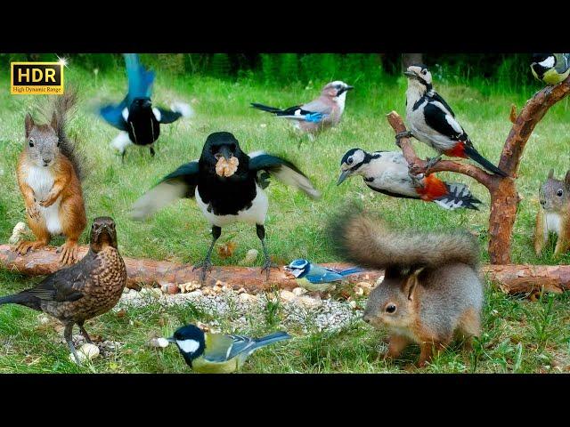 SQUIRREL and BIRD Watching Forest Clowns On The Ground ️ Cat TV  Dog TV Bird TV️