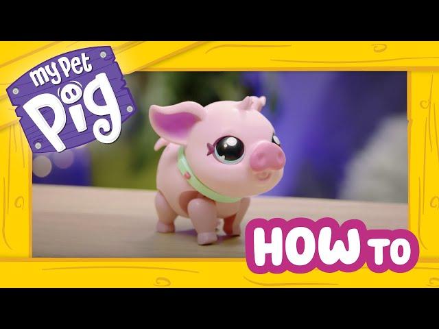 Little Live Pets | My Pet Pig | How To Care and Play