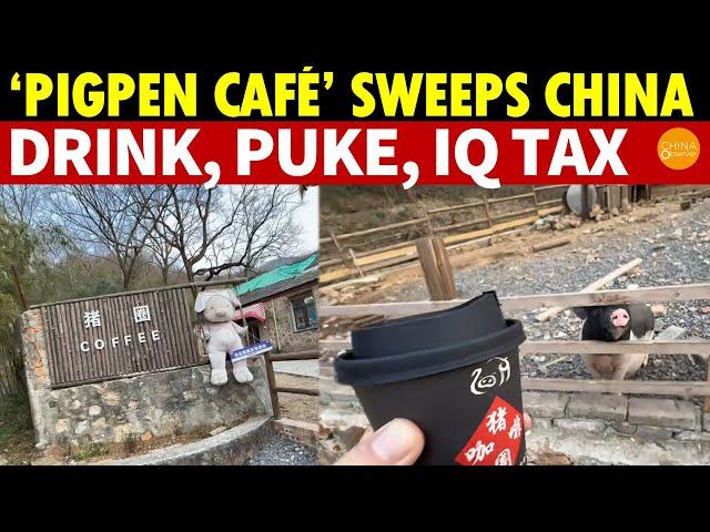 ‘Pigpen Café’ Sweeps China: Sip Coffee, Then Vomit, Paying the IQ Tax