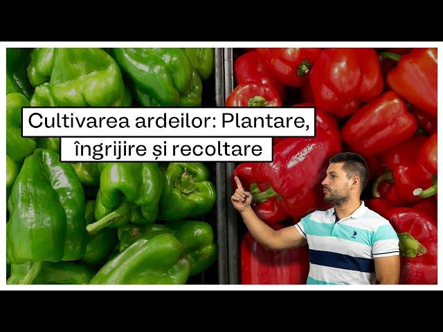 Cultivarea ardeilor: Plantare, Soiuri si Lucrari de Ingrijire