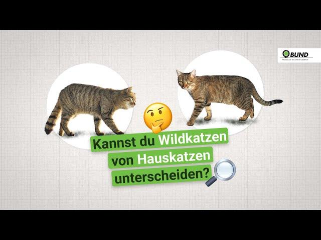 Vorsicht Verwechslungsgefahr - Unterschied zwischen Wildkatze und Hauskarte