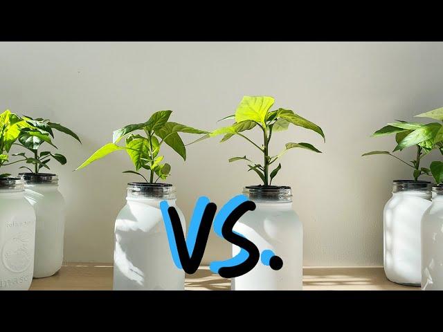 Hydroponic Nutrients for Peppers - what is best?