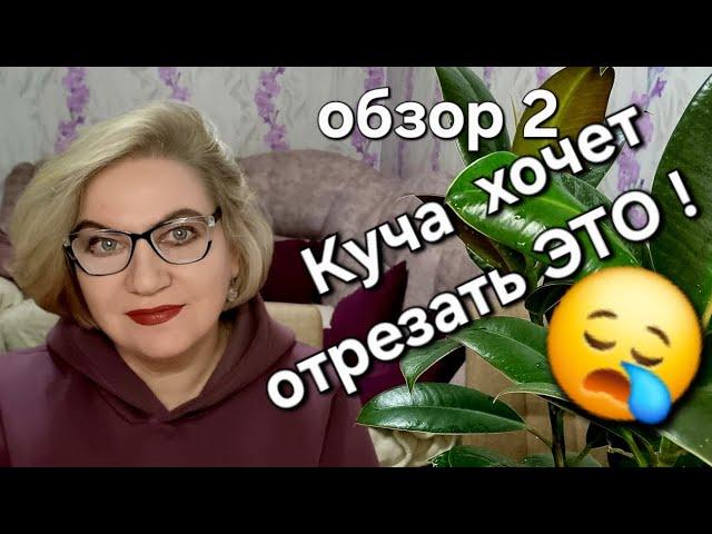Куча хочет отрезать ЭТО 