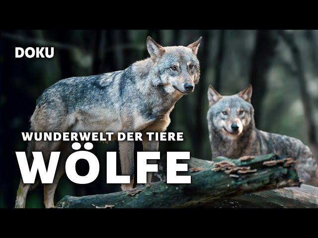 Wunderwelt der Tiere – Wölfe (spannende Tierdoku | Deutsch | Wolfs Doku)