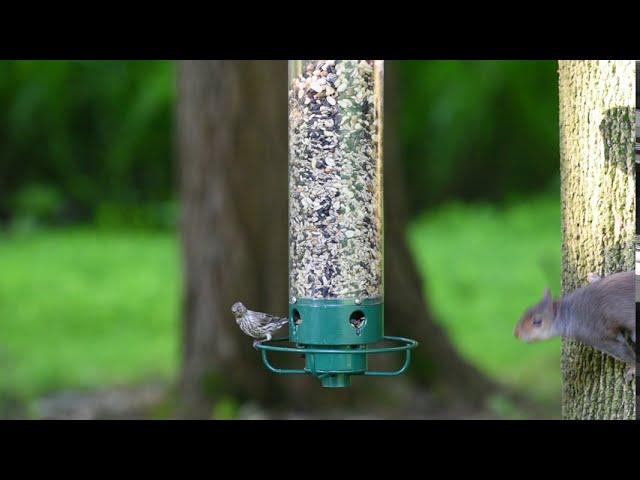 Yankee Flipper Squirrel-Proof Bird Feeder