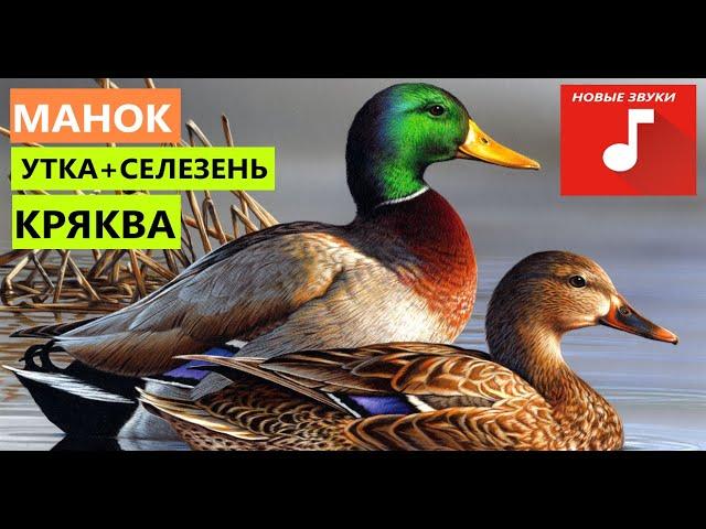 ЗВУК ГОЛОС УТКА КРЯКВА ОСЕНЬ