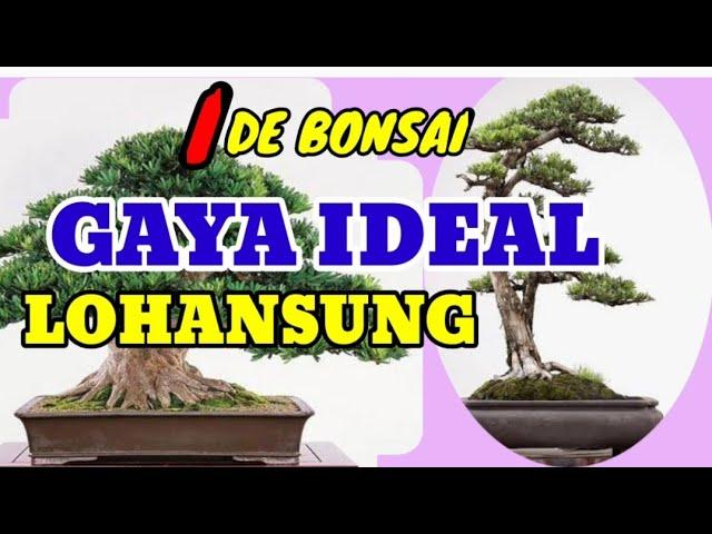 GAYA IDEAL UNTUK BONSAI LOHANSUNG || IDE BONSAI