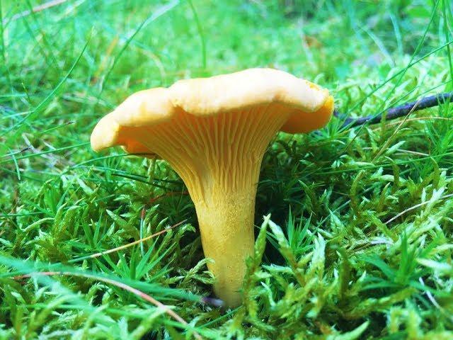 Identifying the Chanterelle, Cantharellus cibarius, Golden Chanterelle, Girolle