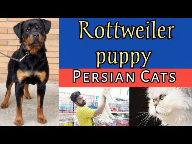 Rottweiler puppy - Persian cat - Tollinton market Lahore - Dog market in Lahore - MMB pet lover