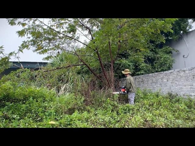 Cut down overgrown trees in the garden - Clean up to transform the abandoned house beautifully