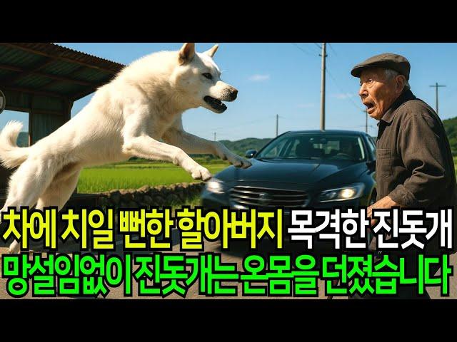 차에 치일 뻔한 할아버지… 그 순간 진돗개가 몸을 던졌습니다