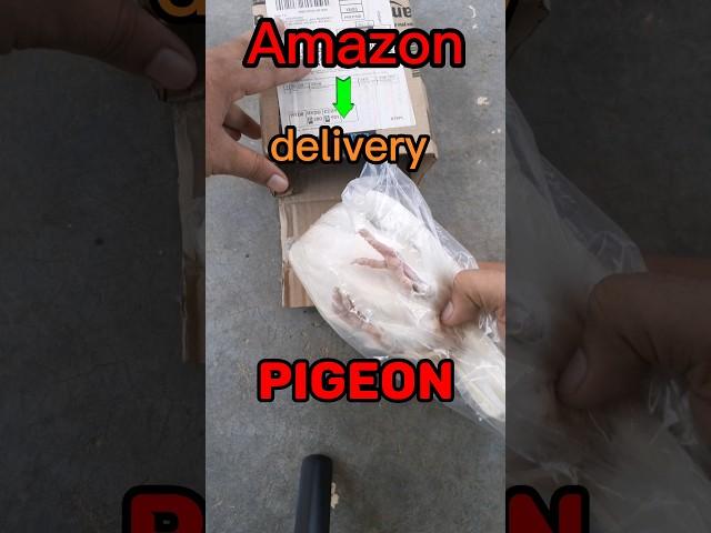 Amazon se Zinda Kabootar delivery #amazon #viral