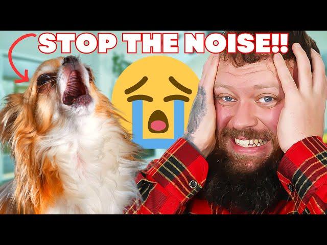 How to Get Your Dog To Stop Crying and Whining!