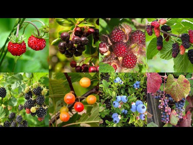 🫐 8 Edible Wild Berries on The Appalachian Trail!