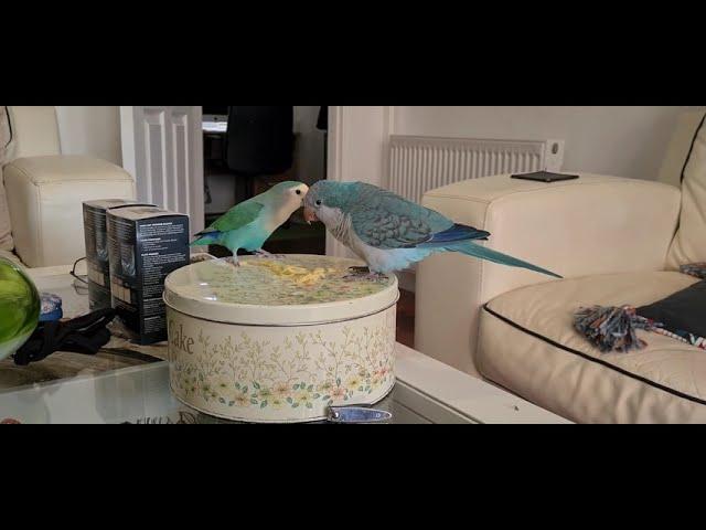 Quaker parrot and Lovebird sharing Noodles