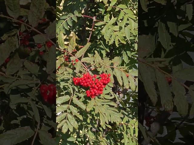 Слава Богу за всё #камчатка #красиваяприрода #камчаткацерковь