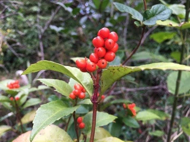 SARCANDRA GLABRA. ( センリヨウ ) JAPANESE PLANTS