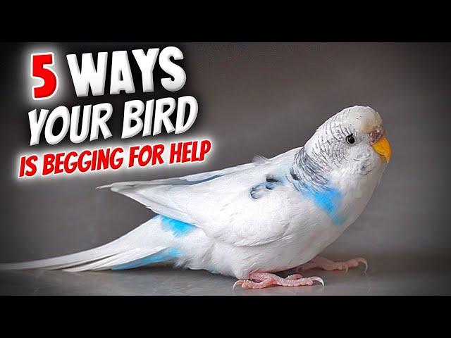 5 Ways Your Bird is Begging For Help