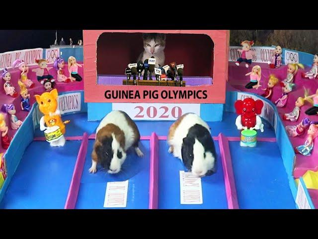 Guinea Pig Olympics | Funny Cat And Guinea Pigs Relay Ever