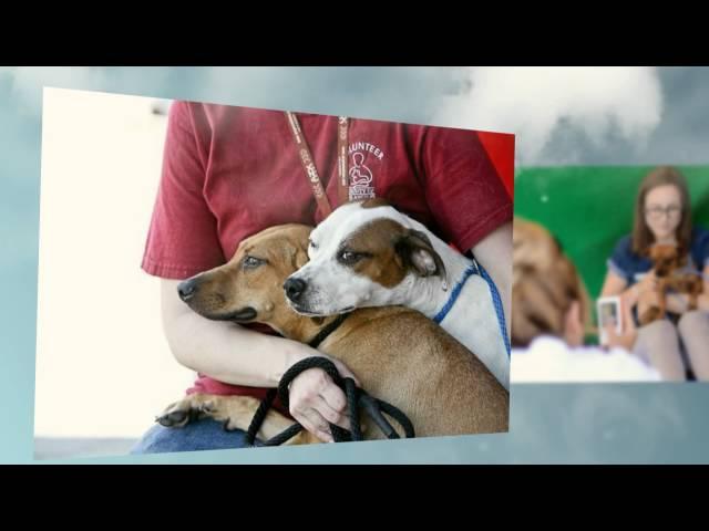United Hope for Animals