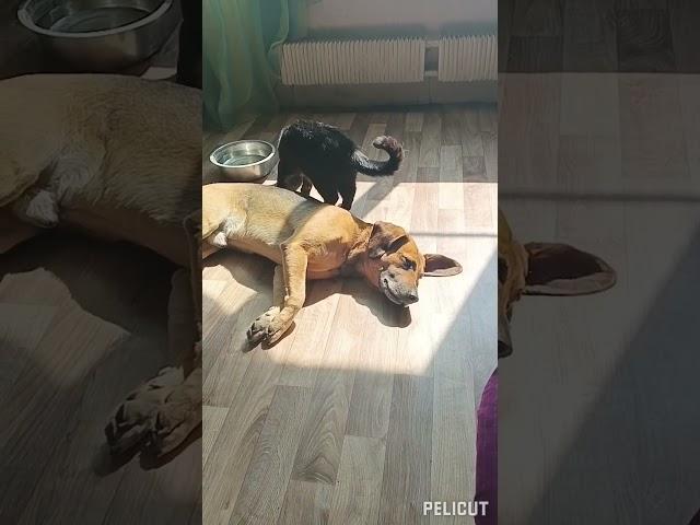 Сонное царство))