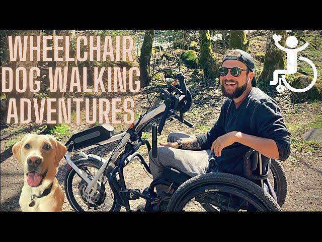 Paraplegic Dog Walking