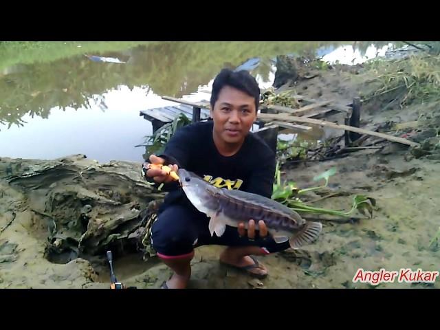 Lagi ! Strike Toman Sungai Tenggarong - Fishing in Kukar