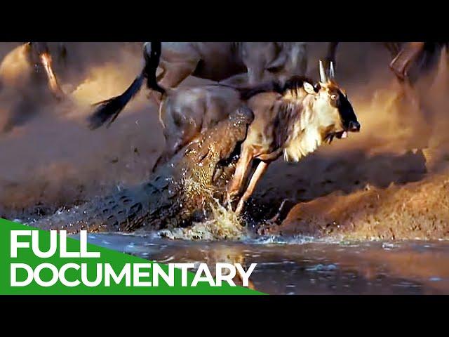 Wildlife Laws: Only the Fastest Will Survive | Free Documentary Nature