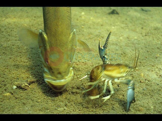 Amazing Underwater Video Smallmouth Bass Feeding Engbretson Underwater Photography