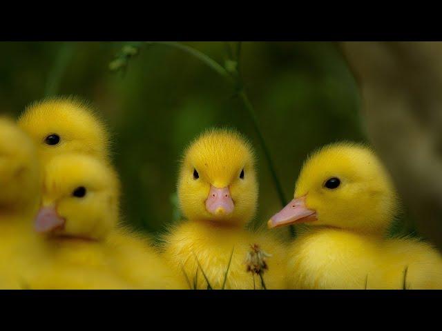 Cute Duckling | Funniest Baby Ducks Videos Compilation 2024 #1millionviews